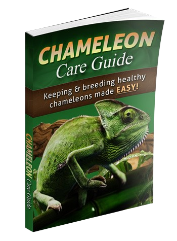 Chameleon Care Guide